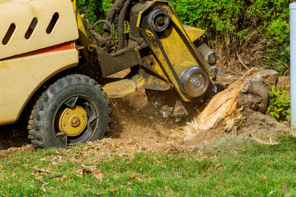 Best Tree Branch Trimming  in Trafford, PA